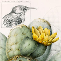 Endangered birds of the Galapagos Islands