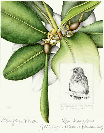 Mangrove Finch