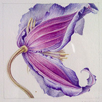 Miscellaneous images