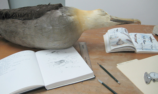 Galapagos Pencil Drawings