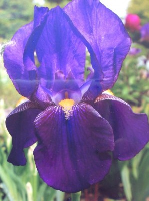 Iris